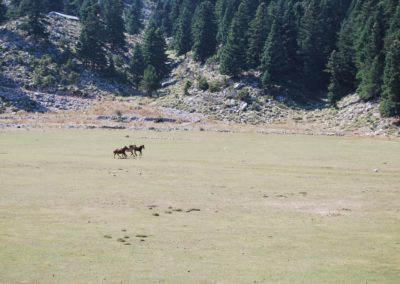 Wild horses at Mountains Gavrogos